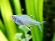 Red Eye Tetra